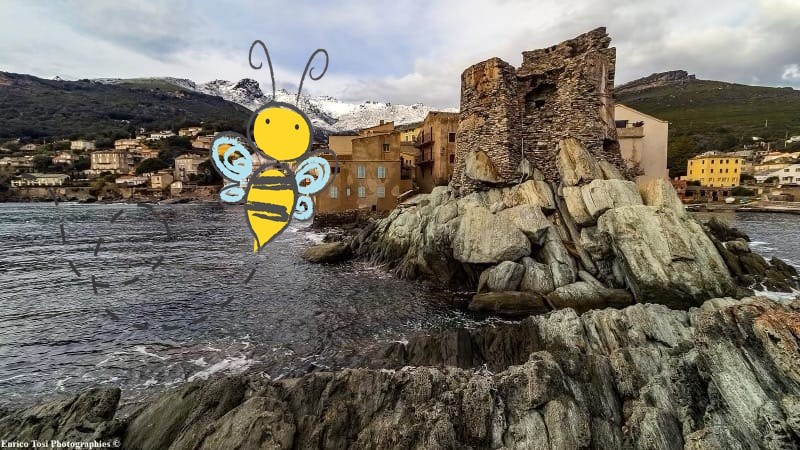 Abeille devant la tour d'Erbalunga avec la neige en fond